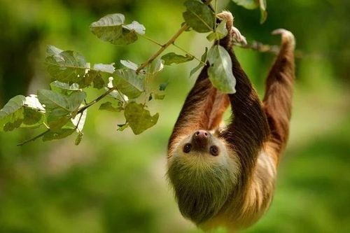 Lười hai ngón bơi cực giỏi, ngủ 15 giờ mỗi ngày