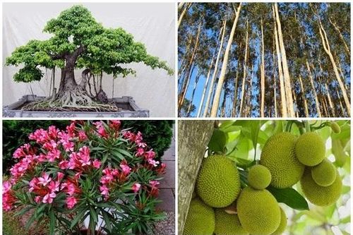 4 loại cây nguy hiểm không nên trồng sát nhà