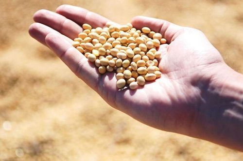 Trung Quốc nối lại nhập khẩu đậu tương Mỹ: Đã mua nhưng chưa đủ?