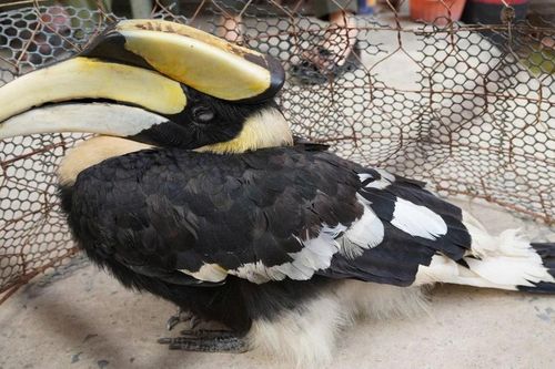 Chim hồng hoàng quý hiếm lạc vào ruộng ở Tây Ninh