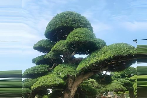 Không chỉ Kim tiền, đây là 4 loại cây phong thủy dễ trồng, hợp người bận rộn