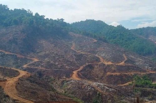 Khởi tố vụ phá rừng quy mô lớn ở Gia Lai