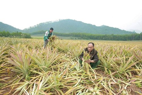 Hàng trăm héc-ta dứa ở 'thủ phủ' Quỳnh Thắng bị thối nõn