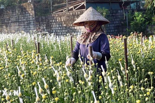 Ninh Bình: Làng hoa truyền thống Phù Vân tất bật chuẩn bị vụ Tết