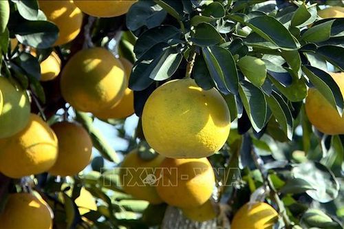 'Thủ phủ' quất, bưởi cảnh Hưng Yên sẵn sàng cho Tết