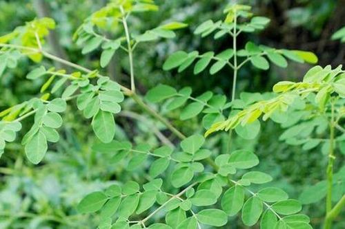 'Đặc sản xanh' từ cây dại mọc bờ bụi, được săn lùng bởi hương vị và giá trị dinh dưỡng cao