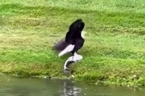 Cá nặng vượt sức, đại bàng vẫn săn mồi thành công bằng chiến lược thông minh