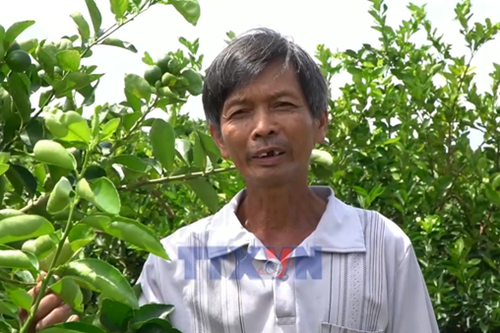 Chanh không hạt Mỹ Long xuất ngoại sang Châu Âu