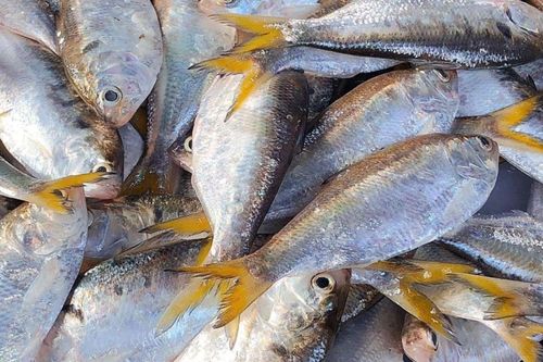 Loại cá đặc sản mùa xuân nổi tiếng ở Hưng Yên, vào mùa trứng béo ngậy ai cũng mê