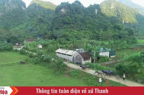 Người ở lại 'làng phong' - Bài cuối: 'Đất chết' hồi sinh
