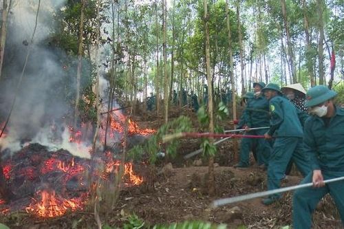 Bắc Ninh: Cảnh báo nguy cơ cháy rừng ở cấp IV (cấp nguy hiểm) trên toàn bộ các địa bàn có rừng