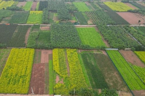 Lệ Chi: Tìm về sắc vàng hoa cải bình yên ngoại ô Hà Nội