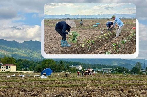 Khởi sắc mùa vụ mới - Nâng cao sinh kế đồng bào vùng cao