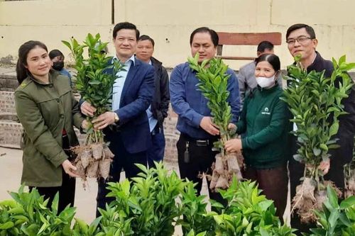 Hỗ trợ giống, phân bón mở rộng diện tích cam tại xã Phúc Khánh