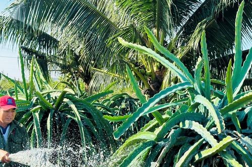Cây thanh long trước kỳ vọng thị trường tết