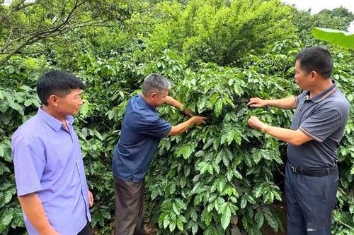 Sản xuất theo chuỗi giá trị tại Chiềng Đen (Sơn La): Tạo sinh kế thoát nghèo vùng dân tộc thiểu số
