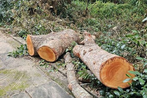 Ai đốn hạ hàng chục cây xà cừ ở công viên văn hóa hồ Nước Ngọt ?