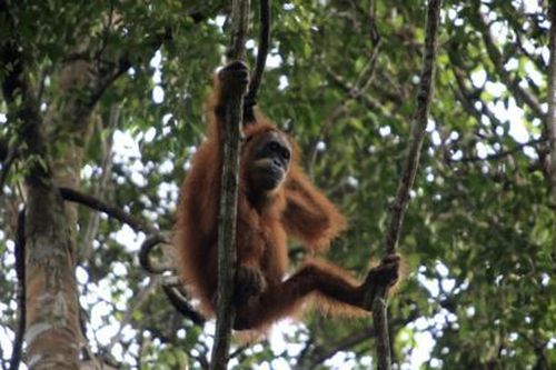 Loài đười ươi lâm nguy khi lũ lụt tàn phá môi trường sống ở Indonesia