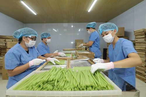 Kết nối chuỗi nguyên liệu nông sản:Nền tảng vững chắc cho xuất khẩu
