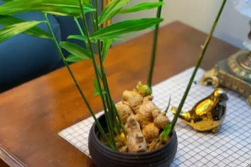 Trồng gừng trong nhà có tác dụng gì?
