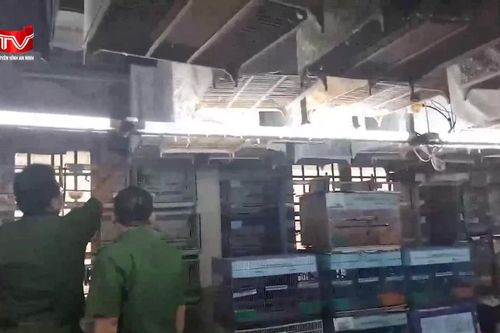 Bắt quả tang cơ sở gom hàng chục chim hoang dã quý hiếm để bán trái phép