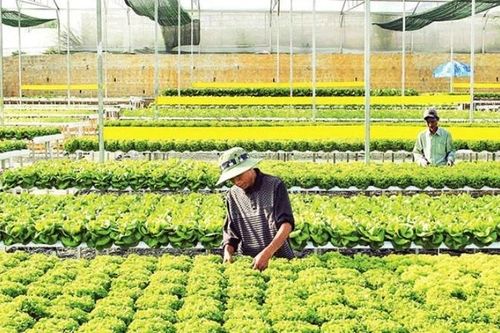 Vai trò 'tam nông' với kinh tế địa phương