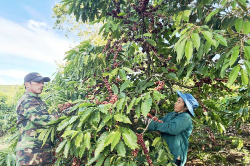 Mùa quả đỏ ở Nông trường 720