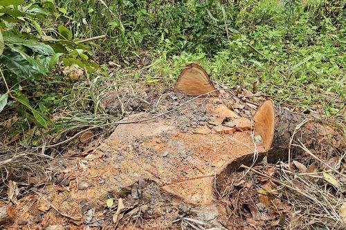 Xác minh vụ đốn hạ cây xanh tại Hồ Nước Ngọt
