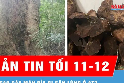 Bản tin tối 11-12: Vì sao cây mán đỉa bị săn lùng ồ ạt?