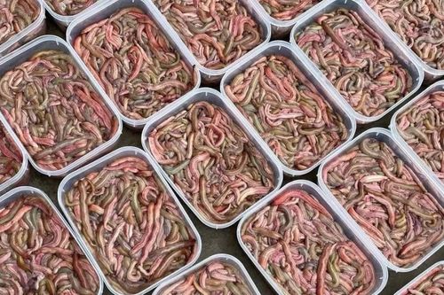 Đặc sản nhìn 'khiếp vía' giá nửa triệu đồng/kg vẫn đắt khách