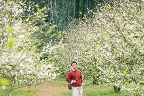 Đến Mộc Châu 'săn' hoa mận trái mùa, chọn tự túc hay đi tour?