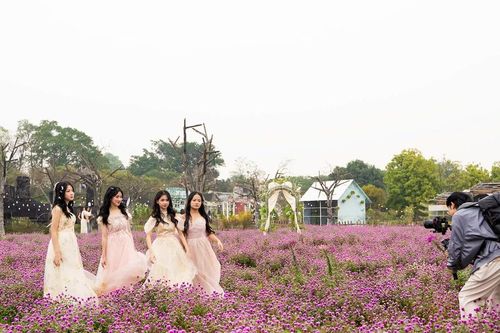 Giới trẻ Hà thành thích thú với cánh đồng hoa Bách Nhật rực rỡ giữa lòng Thủ đô