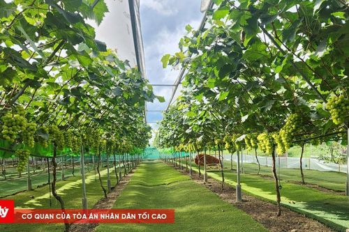 Nghệ An: Điểm sáng mới trên bản đồ nông nghiệp hữu cơ