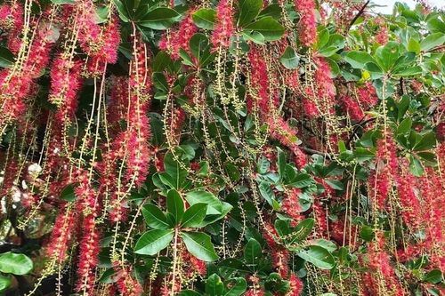 Cây Lộc vừng và ý nghĩa phong thủy trong không gian sống