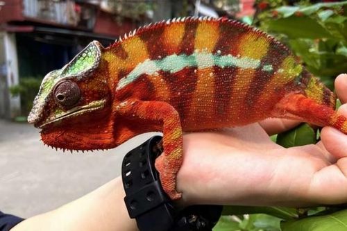 Cô gái 28 tuổi nhập viện sau khi bị 'sinh vật lạ' trong nhà tấn công