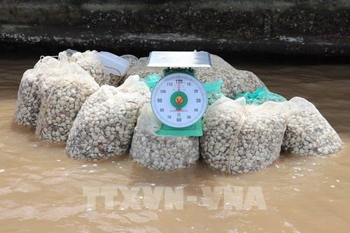 Nghêu thịt có giá cao, người nuôi thu lãi từ 150 - 200 triệu đồng/ha