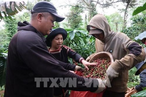 Giá cà phê ở mức cao, nông dân Đắk Lắk hào hứng vào vụ thu hoạch mới