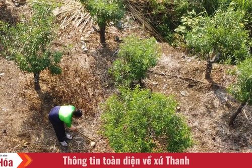 Viết tiếp câu chuyện làm giàu của người Mông