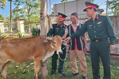 Đoàn Kinh tế-Quốc phòng 710 hỗ trợ 35 con bò giống cho các hộ đồng bào DTTS