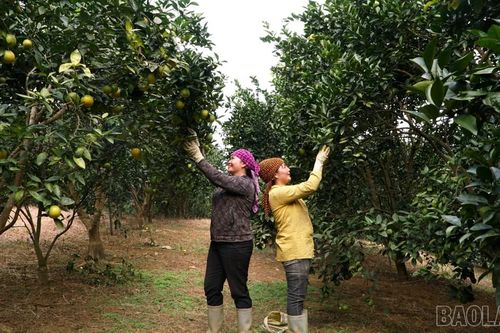 Phúc Khánh: Xây dựng mô hình kinh tế nông nghiệp nông thôn hiệu quả