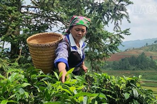 Púng Luông giữ vững thương hiệu chè Shan tuyết