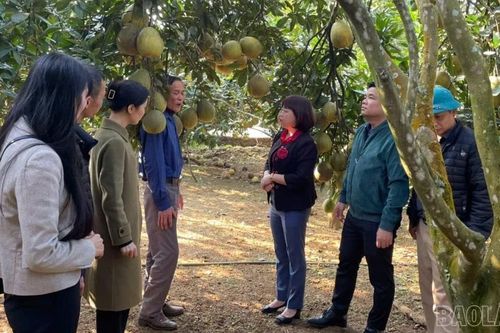Phường Trung Tâm phát triển thương hiệu bưởi da xanh