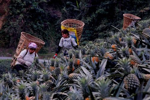 Bản Lầu chuyển mình mạnh mẽ trong công tác giảm nghèo