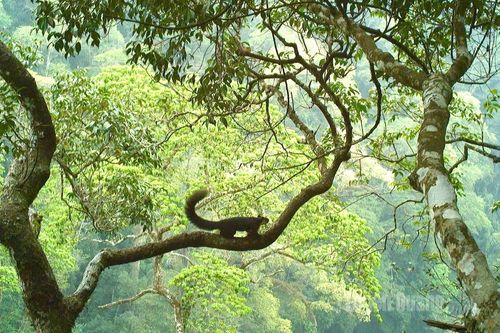 Bẫy ảnh ghi lại nhiều loài động vật quý hiếm ở vườn quốc gia Du Già – Cao nguyên đá Đồng Văn
