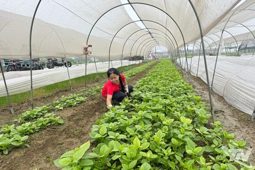 Cầu Thành 1 tích cực xây dựng đời sống mới