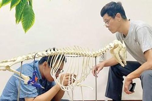 Hành trình hồi sinh mẫu vật: Từ phòng chế tác đến không gian trưng bày