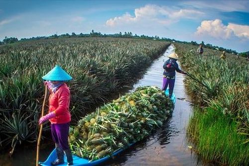 Khóm Cầu Đúc vươn mình nhờ mô hình liên kết 3 nhà