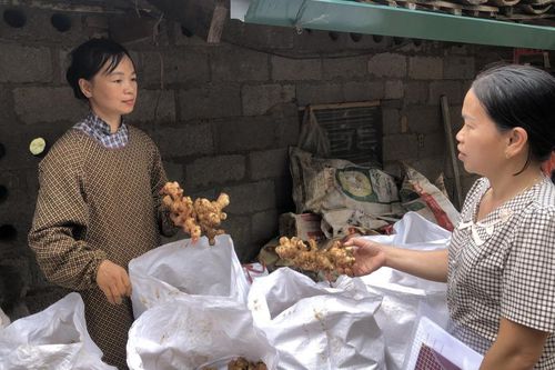 Trên 2.410 hộ nông dân được hỗ trợ, hướng dẫn có tài khoản trên sàn giao dịch thương mại điện tử