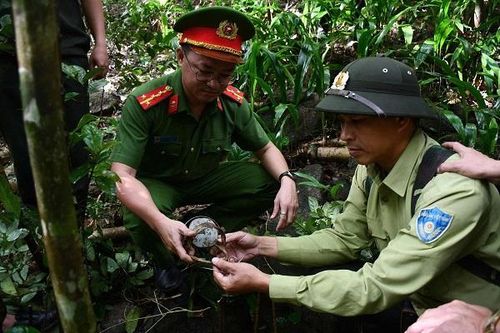 Gỡ bỏ nhiều bẫy động vật hoang dã ở Bán đảo Sơn Trà
