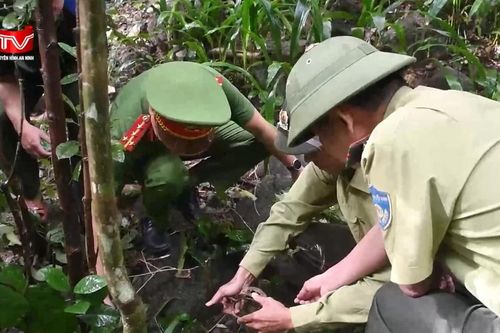 Gỡ bỏ các bẫy thú trái phép, bảo vệ hệ sinh thái rừng
